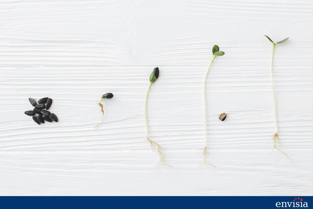 A sequence of seeds sprouting, symbolizing growth and development through feedback.